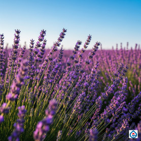 E-liquide Goût Lavande