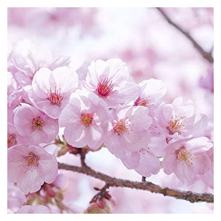 e-liquide fleur de cerisier