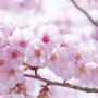 E-liquide Fleur de Cerisier 10ml