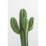 Arôme concentré Cactus